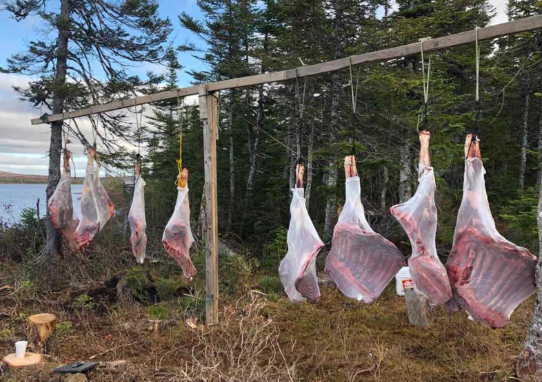 Newfoundland Hunting Lodges Moose Woodland Caribou and Black Bear at Red Indian Lake Outfitting