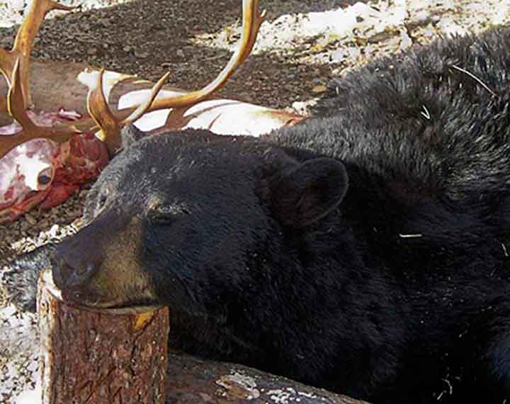Newfoundland Black Bear Hunts Red Indian Lake Outfitting NL